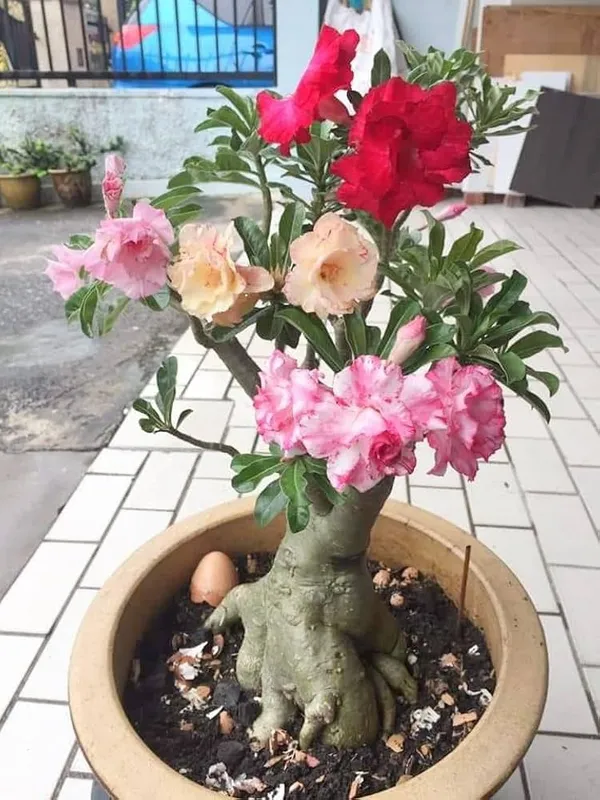 Multi_Colour_Adenium_Plant_–_Hybrid_Desert_Rose_with_Red,_Pink,_White_&_Yellow_Blooms_|_Low_Maintenance_Flowering_Succulent_for_Home_Garden_&_Indoor_Outdoor_Decor