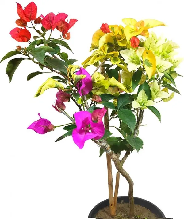 Multi_Colour_Bougainvillea_Plant_–_Premium_Rainbow_Bougainvillea_(Bougainvillea_Spectabilis),_Grafted_Multi-Color_Flowering_Plant_for_Home_Garden,_Balcony_&_Outdoor_Decor