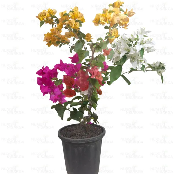 Multi_Colour_Bougainvillea_Plant_–_Premium_Rainbow_Bougainvillea_(Bougainvillea_Spectabilis),_Grafted_Multi-Color_Flowering_Plant_for_Home_Garden,_Balcony_&_Outdoor_Decor