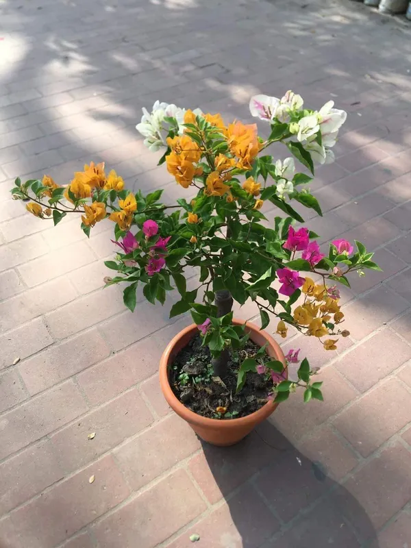Multi_Colour_Bougainvillea_Plant_–_Premium_Rainbow_Bougainvillea_(Bougainvillea_Spectabilis),_Grafted_Multi-Color_Flowering_Plant_for_Home_Garden,_Balcony_&_Outdoor_Decor