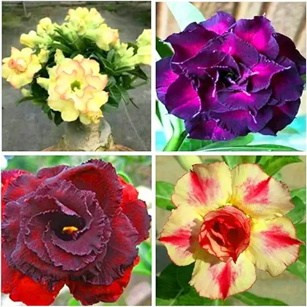 Organic_Original_Grafted_Combo_Of_4_Adenium_Plant_Multicolour_Outdoor_Plant_Healthy_Plant