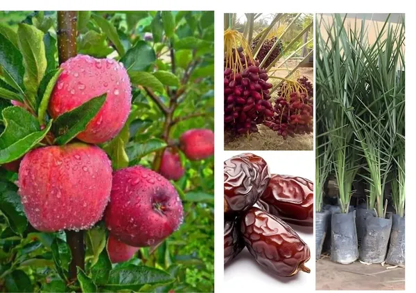 Orignal_Grafted_HRMN-99_Apple_plant_and_Ariban_khajur__combo_2_furit_tree_Hight_avreage_2/3_feet_furit_after_1/2_years