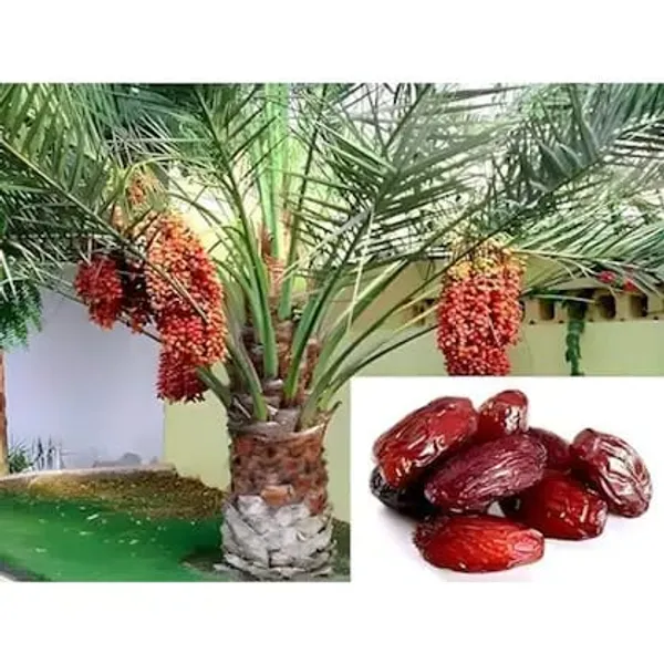 Orignal_Grafted_HRMN-99_Apple_plant_and_Ariban_khajur__combo_2_furit_tree_Hight_avreage_2/3_feet_furit_after_1/2_years