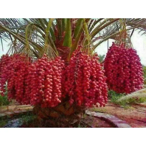Orignal_Grafted_HRMN-99_Apple_plant_and_Ariban_khajur__combo_2_furit_tree_Hight_avreage_2/3_feet_furit_after_1/2_years