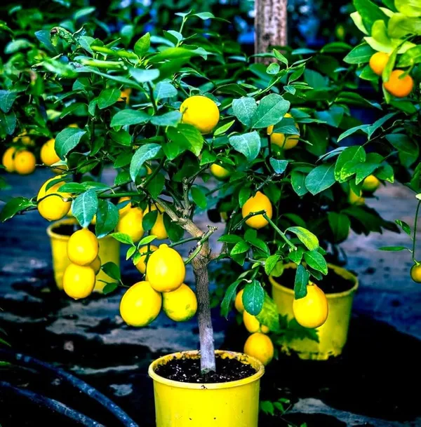 Orignal_Grafted_HRMN-99_Apple_plant_and_Grafted_Orange__combo_2_furit_tree_Hight_avreage_2/3_feet_furit_after_1/2_years