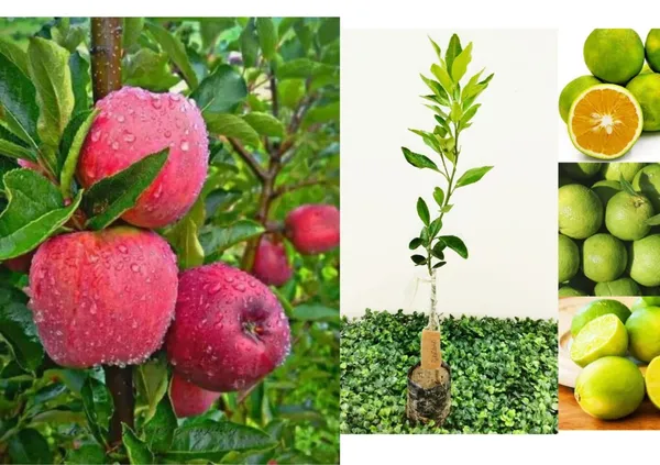 Orignal_Grafted_HRMN-99_Apple_plant_and_Grafted_Orange__combo_2_furit_tree_Hight_avreage_2/3_feet_furit_after_1/2_years