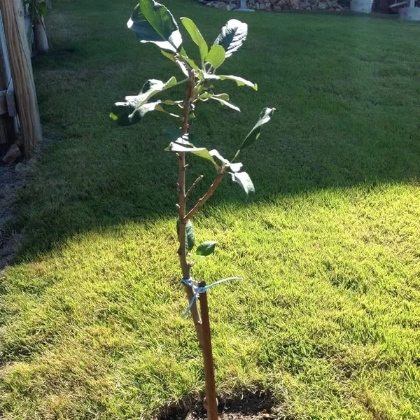 Orignal_Grafted_HRMN-99_Apple_plant_and_Grafted_Orange__combo_2_furit_tree_Hight_avreage_2/3_feet_furit_after_1/2_years