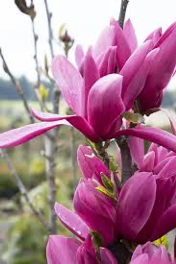 Organic_Original_Rare_Most_Beauty_Full_Pink_Magnolia_Flower_Plant_Pack_Of_1_Healthy_Hybrid_Live_Plant_Pink_Magnolia_Bush_Fragrant_Magnolia_Flowers_Plant_For_Home_Garden_Tree_Plant