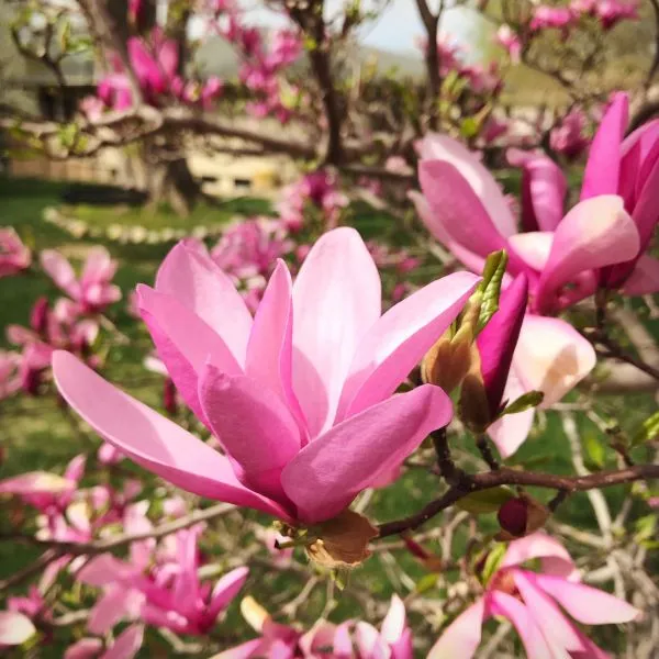 Organic_Original_Rare_Most_Beauty_Full_Pink_Magnolia_Flower_Plant_Pack_Of_1_Healthy_Hybrid_Live_Plant_Pink_Magnolia_Bush_Fragrant_Magnolia_Flowers_Plant_For_Home_Garden_Tree_Plant