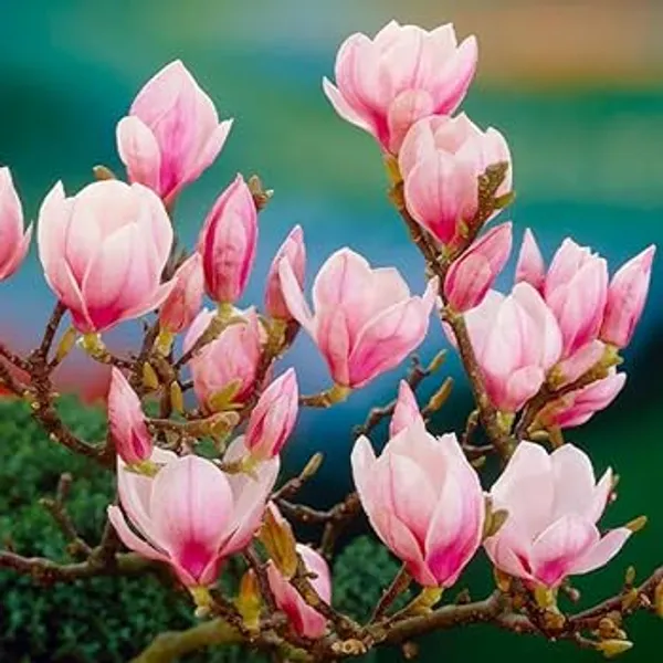 Organic_Original_Rare_Most_Beauty_Full_Pink_Magnolia_Flower_Plant_Pack_Of_1_Healthy_Hybrid_Live_Plant_Pink_Magnolia_Bush_Fragrant_Magnolia_Flowers_Plant_For_Home_Garden_Tree_Plant