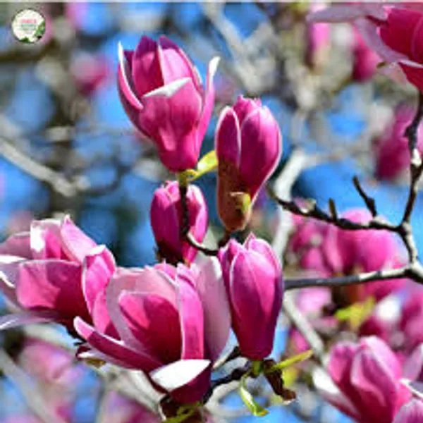 Organic_Original_Rare_Most_Beauty_Full_Pink_Magnolia_Flower_Plant_Pack_Of_1_Healthy_Hybrid_Live_Plant_Pink_Magnolia_Bush_Fragrant_Magnolia_Flowers_Plant_For_Home_Garden_Tree_Plant