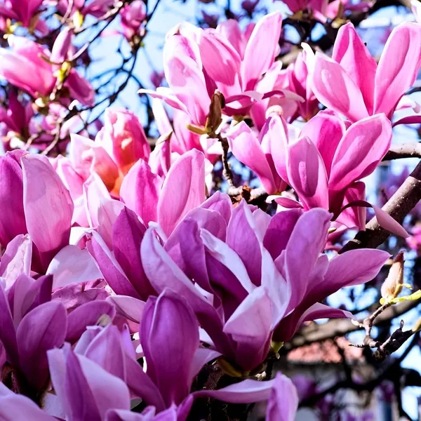 Organic_Original_Rare_Most_Beauty_Full_Pink_Magnolia_Flower_Plant_Pack_Of_1_Healthy_Hybrid_Live_Plant_Pink_Magnolia_Bush_Fragrant_Magnolia_Flowers_Plant_For_Home_Garden_Tree_Plant