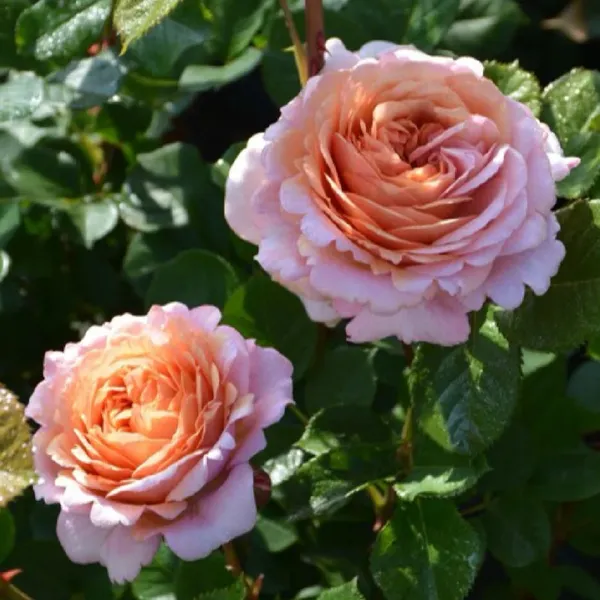 Organic_Pink_Rose_Plant_All_Season_Blooming_Roses_Plant_Natural_Garden_Decorative_Flower_Sapling_Hybrid_Gulab_Indoor_Outdoor_Garden_Fragrant_Plant_1