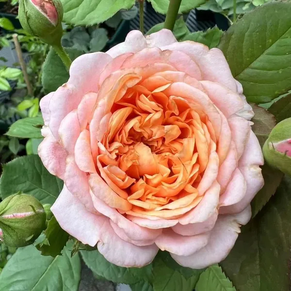 Organic_Pink_Rose_Plant_All_Season_Blooming_Roses_Plant_Natural_Garden_Decorative_Flower_Sapling_Hybrid_Gulab_Indoor_Outdoor_Garden_Fragrant_Plant_1
