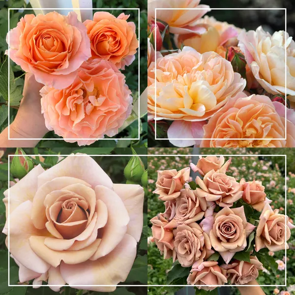 Organic_Pink_Rose_Plant_All_Season_Blooming_Roses_Plant_Natural_Garden_Decorative_Flower_Sapling_Hybrid_Gulab_Indoor_Outdoor_Garden_Fragrant_Plant_1