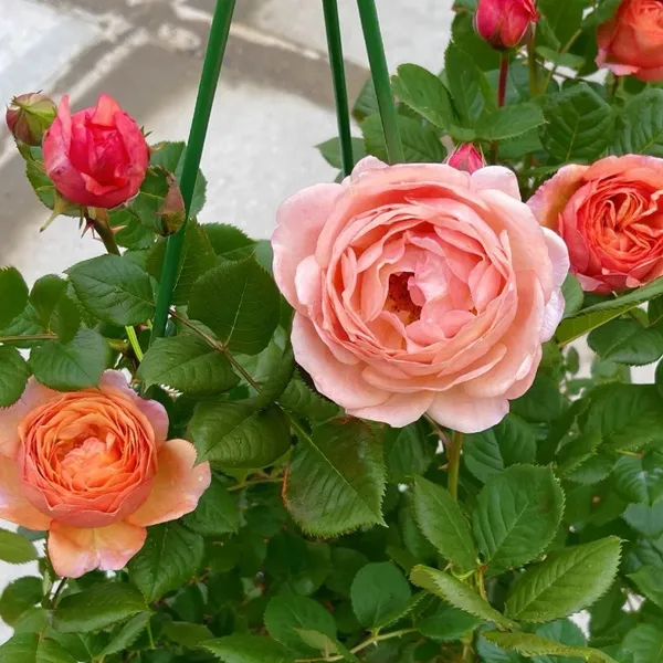 Organic_Pink_Rose_Plant_All_Season_Blooming_Roses_Plant_Natural_Garden_Decorative_Flower_Sapling_Hybrid_Gulab_Indoor_Outdoor_Garden_Fragrant_Plant_1