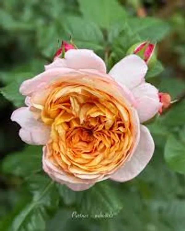 Organic_Pink_Rose_Plant_All_Season_Blooming_Roses_Plant_Natural_Garden_Decorative_Flower_Sapling_Hybrid_Gulab_Indoor_Outdoor_Garden_Fragrant_Plant_1