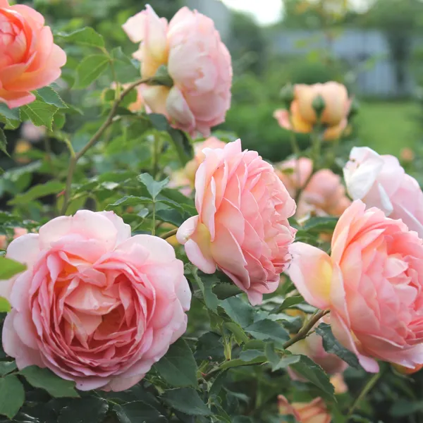 Organic_Pink_Rose_Plant_All_Season_Blooming_Roses_Plant_Natural_Garden_Decorative_Flower_Sapling_Hybrid_Gulab_Indoor_Outdoor_Garden_Fragrant_Plant_1