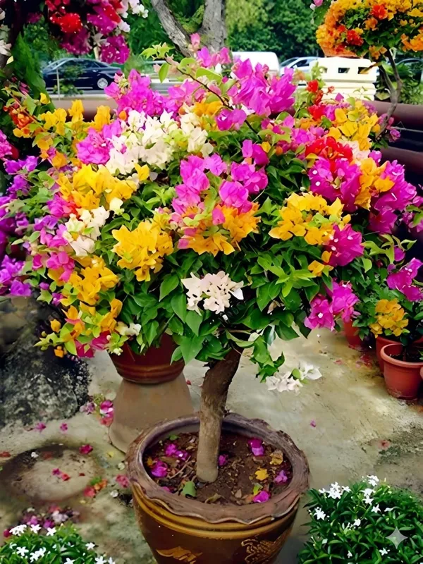 Organic_Radhika_Plant_Colour_Bougainvillea_Multi_Grafted_Plant_Kagoj_Paper_Flower_Tree_Blooming_In_2_Months_Height_1_5-3_Feet
