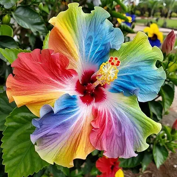 Organic_Rainbow_Hibiscus_Hybrid_Plant_1_Healthy_Super_Early_Flowering_Plant_Vibrant_Multi-Coloured_Blooms_For_Home_And_Garden_Plant