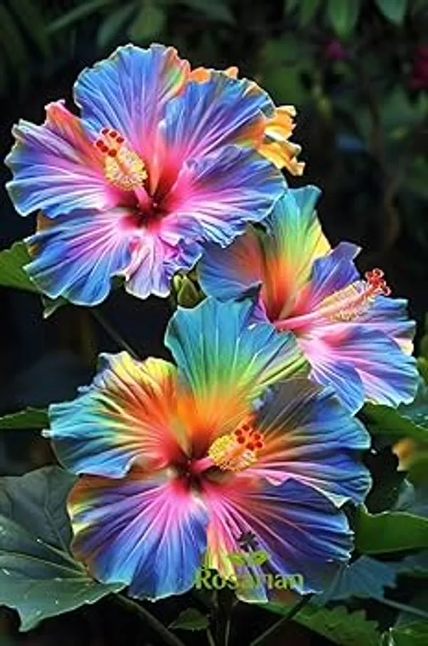 Organic_Rainbow_Hibiscus_Hybrid_Plant_1_Healthy_Super_Early_Flowering_Plant_Vibrant_Multi-Coloured_Blooms_For_Home_And_Garden_Plant