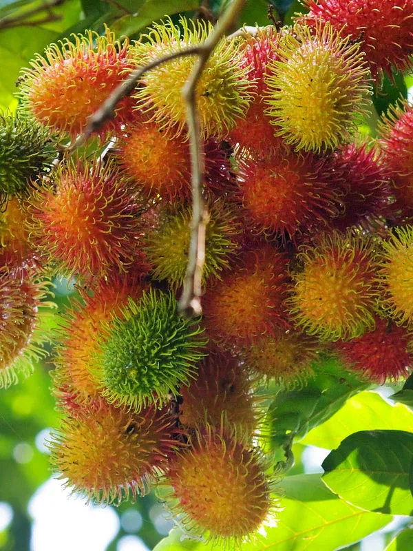 RareTesty_Red_Rambutan_Tropical_Fruit_1Healthy_Grafted__Plant_For_Home_Garden_Tree