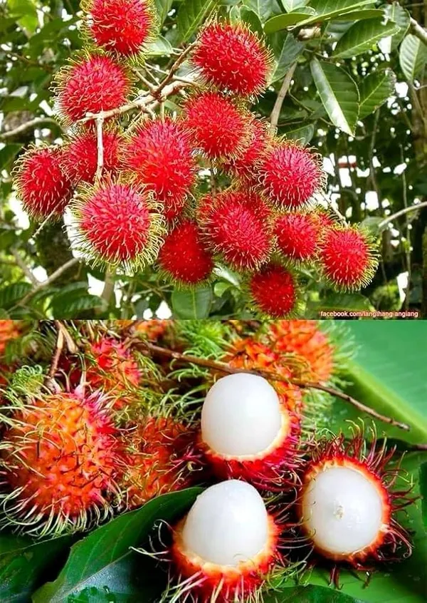 RareTesty_Red_Rambutan_Tropical_Fruit_1Healthy_Grafted__Plant_For_Home_Garden_Tree
