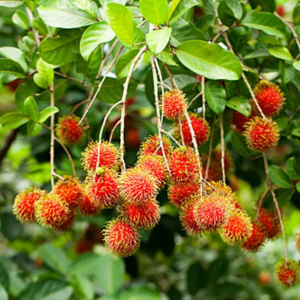 RareTesty_Red_Rambutan_Tropical_Fruit_1Healthy_Grafted__Plant_For_Home_Garden_Tree