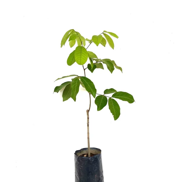 RareTesty_Red_Rambutan_Tropical_Fruit_1Healthy_Grafted__Plant_For_Home_Garden_Tree