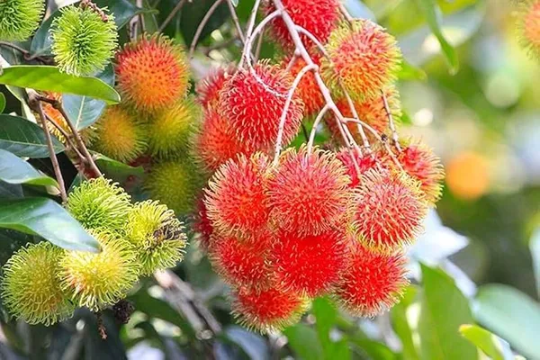 RareTesty_Red_Rambutan_Tropical_Fruit_1Healthy_Grafted__Plant_For_Home_Garden_Tree