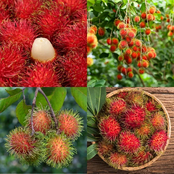 RareTesty_Red_Rambutan_Tropical_Fruit_1Healthy_Grafted__Plant_For_Home_Garden_Tree