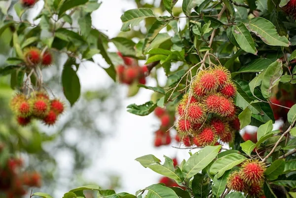 RareTesty_Red_Rambutan_Tropical_Fruit_1Healthy_Grafted__Plant_For_Home_Garden_Tree