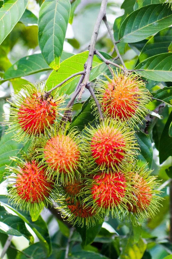 RareTesty_Red_Rambutan_Tropical_Fruit_1Healthy_Grafted__Plant_For_Home_Garden_Tree