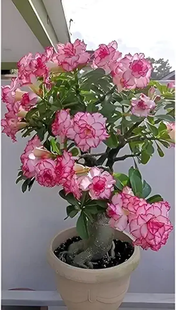 Organic_Rare_Adenium_Plant_Combo_Bonsai_Multi_Petel_Exotic_Desert_Rose_Set_Of_4_Plants_Vibrant_Multi-Coloured_Flowers_4_Healthy_Plant_With_Vibrant_Blooms_For_Home_Garden