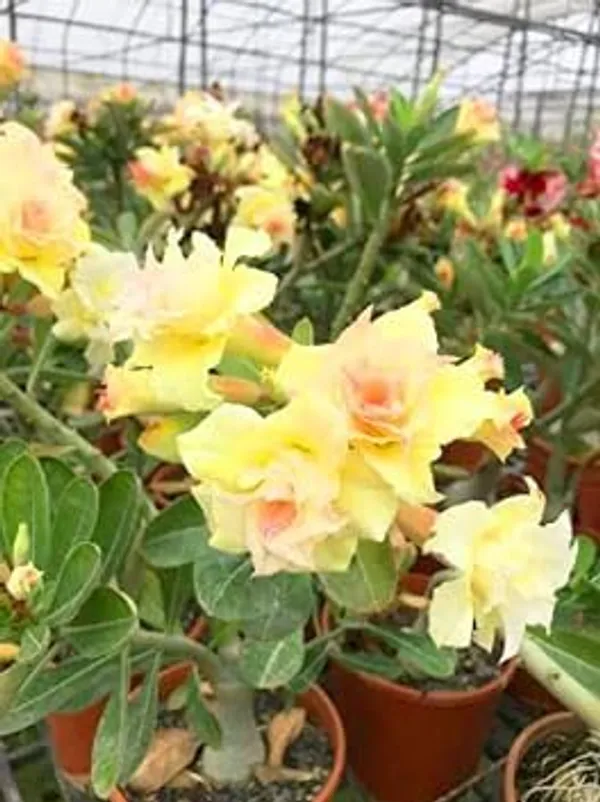 Organic_Rare_Adenium_Plant_Combo_Bonsai_Multi_Petel_Exotic_Desert_Rose_Set_Of_4_Plants_Vibrant_Multi-Coloured_Flowers_4_Healthy_Plant_With_Vibrant_Blooms_For_Home_Garden