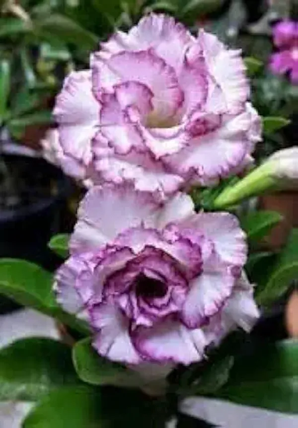 Organic_Rare_Adenium_Plant_Combo_Bonsai_Multi_Petel_Exotic_Desert_Rose_Set_Of_4_Plants_Vibrant_Multi-Coloured_Flowers_4_Healthy_Plant_With_Vibrant_Blooms_For_Home_Garden