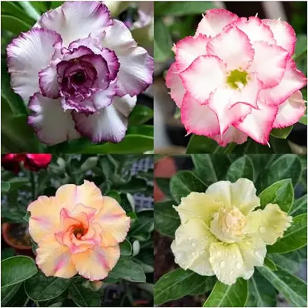 Organic_Rare_Adenium_Plant_Combo_Bonsai_Multi_Petel_Exotic_Desert_Rose_Set_Of_4_Plants_Vibrant_Multi-Coloured_Flowers_4_Healthy_Plant_With_Vibrant_Blooms_For_Home_Garden