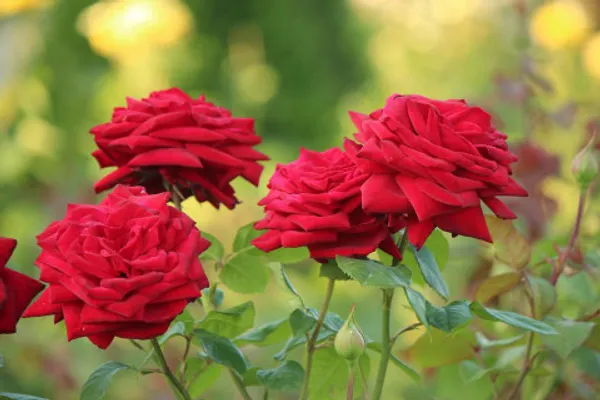 Red_Desi_Rose__Plant_pack_of_1|_Rosa_Moschata_Fragrant_Flowering_Plants_|_All-Season_Bloom_for_Home_&_Garden_|_Ideal_for_Outdoor_Decor_&_Landscaping