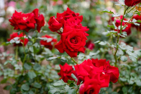 Red_Desi_Rose__Plant_pack_of_1|_Rosa_Moschata_Fragrant_Flowering_Plants_|_All-Season_Bloom_for_Home_&_Garden_|_Ideal_for_Outdoor_Decor_&_Landscaping
