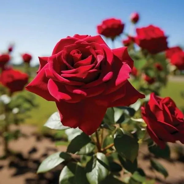 Red_Desi_Rose__Plant_pack_of_1|_Rosa_Moschata_Fragrant_Flowering_Plants_|_All-Season_Bloom_for_Home_&_Garden_|_Ideal_for_Outdoor_Decor_&_Landscaping