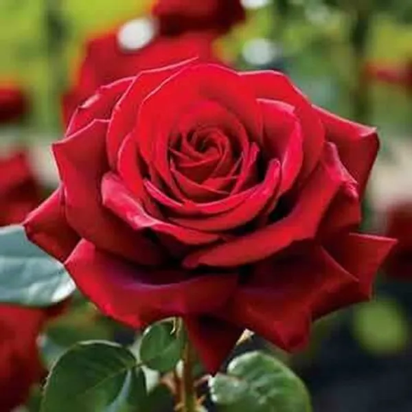 Red_Desi_Rose__Plant_pack_of_1|_Rosa_Moschata_Fragrant_Flowering_Plants_|_All-Season_Bloom_for_Home_&_Garden_|_Ideal_for_Outdoor_Decor_&_Landscaping
