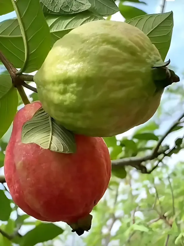 Red_Guava_Hybrid_Plant,_All_Seasons_Sweet_Fruit_Tree_for_Home_Garden,_Height_30-60_cm,_Indoor_Outdoor