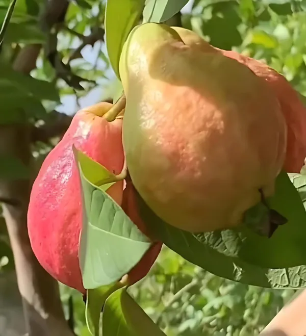 Red_Guava_Hybrid_Plant,_All_Seasons_Sweet_Fruit_Tree_for_Home_Garden,_Height_30-60_cm,_Indoor_Outdoor
