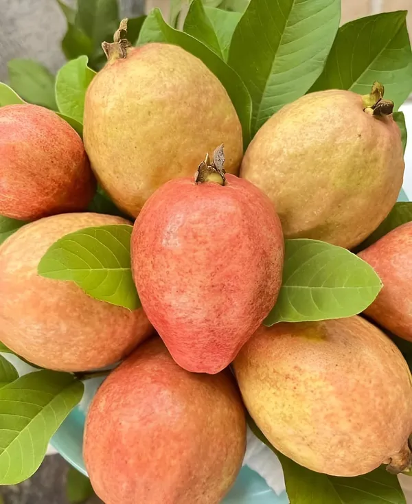 Red_Guava_Hybrid_Plant,_All_Seasons_Sweet_Fruit_Tree_for_Home_Garden,_Height_30-60_cm,_Indoor_Outdoor