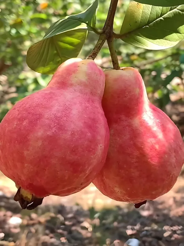 Red_Guava_Hybrid_Plant,_All_Seasons_Sweet_Fruit_Tree_for_Home_Garden,_Height_30-60_cm,_Indoor_Outdoor