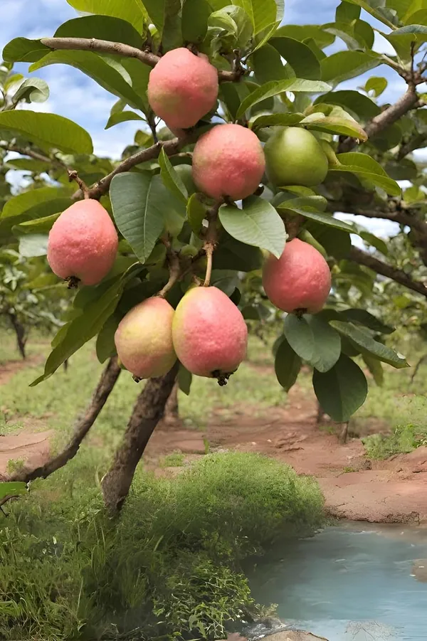 Red_Guava_Hybrid_Plant,_All_Seasons_Sweet_Fruit_Tree_for_Home_Garden,_Height_30-60_cm,_Indoor_Outdoor