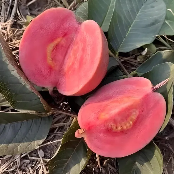 Red_Guava_Hybrid_Plant,_All_Seasons_Sweet_Fruit_Tree_for_Home_Garden,_Height_30-60_cm,_Indoor_Outdoor