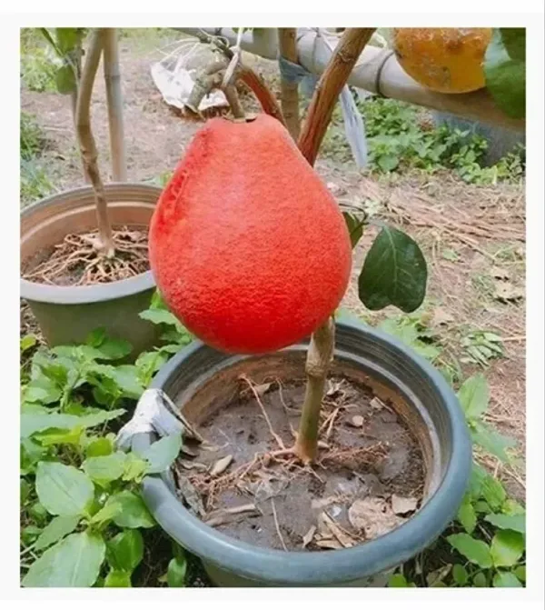 Red_Pomelo_Lemon__Fruit_Plant_Large_Citrus_Variety_|_Height_1.5–2_Feet_|_Without_Pot_|_Ideal_for_Home_Garden_Balcony_Terrace_Outdoor_Growing_with_Healthy_Roots