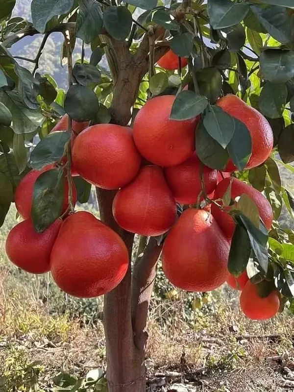 Red_Pomelo_Lemon__Fruit_Plant_Large_Citrus_Variety_|_Height_1.5–2_Feet_|_Without_Pot_|_Ideal_for_Home_Garden_Balcony_Terrace_Outdoor_Growing_with_Healthy_Roots
