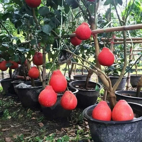 Red_Pomelo_Lemon__Fruit_Plant_Large_Citrus_Variety_|_Height_1.5–2_Feet_|_Without_Pot_|_Ideal_for_Home_Garden_Balcony_Terrace_Outdoor_Growing_with_Healthy_Roots